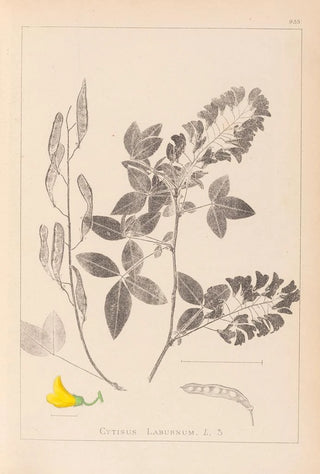Louis Antoine Cusin - Herbier de la flore franaise Pl0191.webp