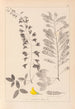 Herbier de la flore française Pl0192 - Louis Antoine Cusin — vy av konstverket