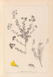 Herbier de la flore française Pl0193 - Louis Antoine Cusin — vy av konstverket