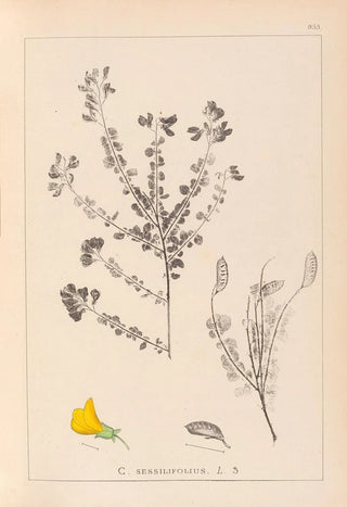 Louis Antoine Cusin - Herbier de la flore franaise Pl0193.webp