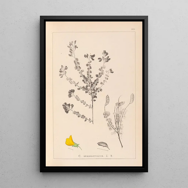 Louis Antoine Cusin - Herbier de la flore franaise Pl0193.webp