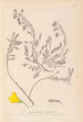 Herbier de la flore française Pl0194 - Louis Antoine Cusin — vy av konstverket