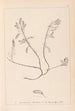 Herbier de la flore française Pl0195 - Louis Antoine Cusin — vy av konstverket