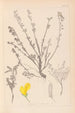 Herbier de la flore française Pl0196 - Louis Antoine Cusin — vy av konstverket
