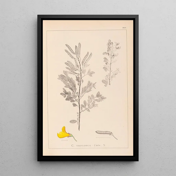 Louis Antoine Cusin - Herbier de la flore franaise Pl0197.webp