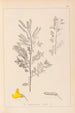 Herbier de la flore française Pl0197 - Louis Antoine Cusin — vy av konstverket