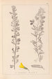 Herbier de la flore française Pl0198 - Louis Antoine Cusin — vy av konstverket