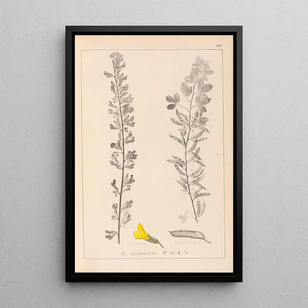 Louis Antoine Cusin - Herbier de la flore franaise Pl0198.webp