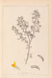 Herbier de la flore française Pl0199 - Louis Antoine Cusin — vy av konstverket