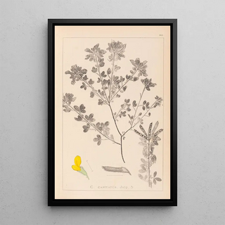 Louis Antoine Cusin - Herbier de la flore franaise Pl0200.webp