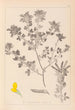 Herbier de la flore française Pl0200 - Louis Antoine Cusin — vy av konstverket
