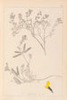 Herbier de la flore française Pl0201 - Louis Antoine Cusin — vy av konstverket