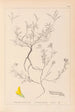 Herbier de la flore française Pl0202 - Louis Antoine Cusin — vy av konstverket