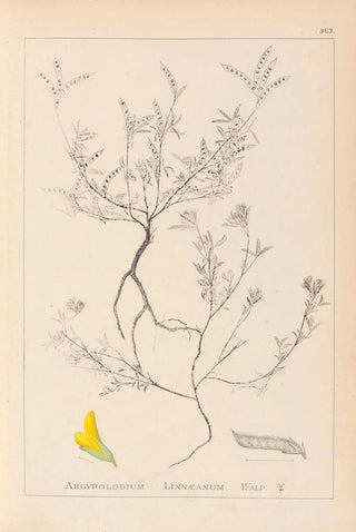 Louis Antoine Cusin - Herbier de la flore franaise Pl0202.webp