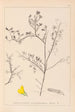 Herbier de la flore française Pl0203 - Louis Antoine Cusin — vy av konstverket