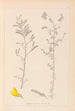 Herbier de la flore française Pl0204 - Louis Antoine Cusin — vy av konstverket