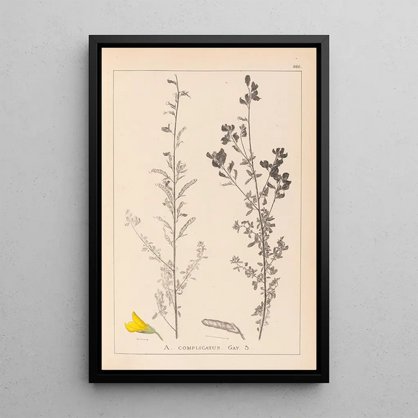 Louis Antoine Cusin - Herbier de la flore franaise Pl0205.webp