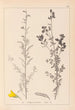 Herbier de la flore française Pl0205 - Louis Antoine Cusin — vy av konstverket