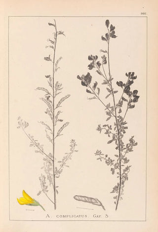 Louis Antoine Cusin - Herbier de la flore franaise Pl0205.webp