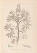 Herbier de la flore française Pl0206 - Louis Antoine Cusin — vy av konstverket