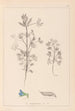 Herbier de la flore française Pl0207 - Louis Antoine Cusin — vy av konstverket
