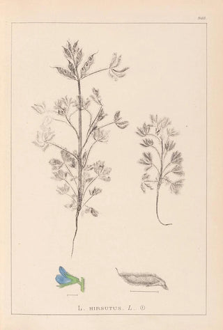 Louis Antoine Cusin - Herbier de la flore franaise Pl0207.webp