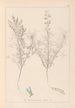 Herbier de la flore française Pl0208 - Louis Antoine Cusin — vy av konstverket