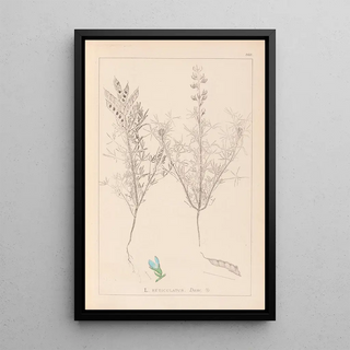 Louis Antoine Cusin - Herbier de la flore franaise Pl0208.webp