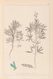 Herbier de la flore française Pl0209 - Louis Antoine Cusin — vy av konstverket