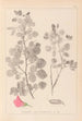 Herbier de la flore française Pl0210 - Louis Antoine Cusin — vy av konstverket