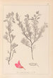 Herbier de la flore française Pl0211 - Louis Antoine Cusin — vy av konstverket