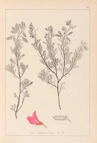 Louis Antoine Cusin - Herbier de la flore franaise Pl0211.webp