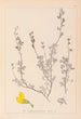 Herbier de la flore française Pl0212 - Louis Antoine Cusin — vy av konstverket