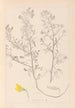 Herbier de la flore française Pl0213 - Louis Antoine Cusin — vy av konstverket