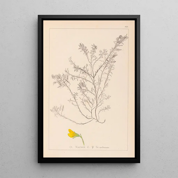Louis Antoine Cusin - Herbier de la flore franaise Pl0214.webp