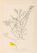 Herbier de la flore française Pl0214 - Louis Antoine Cusin — vy av konstverket