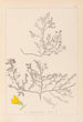 Herbier de la flore française Pl0215 - Louis Antoine Cusin — vy av konstverket