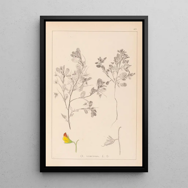 Louis Antoine Cusin - Herbier de la flore franaise Pl0216.webp