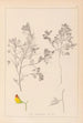 Herbier de la flore française Pl0216 - Louis Antoine Cusin — vy av konstverket