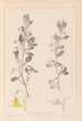 Herbier de la flore française Pl0217 - Louis Antoine Cusin — vy av konstverket