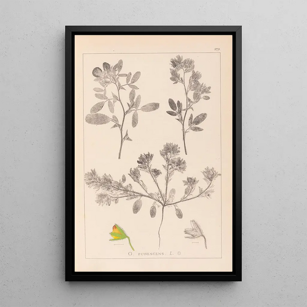 Louis Antoine Cusin - Herbier de la flore franaise Pl0218.webp