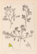 Herbier de la flore française Pl0218 - Louis Antoine Cusin — vy av konstverket