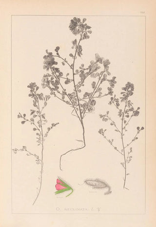 Louis Antoine Cusin - Herbier de la flore franaise Pl0220.webp