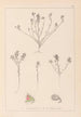 Herbier de la flore française Pl0221 - Louis Antoine Cusin — vy av konstverket