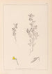 Herbier de la flore française Pl0222 - Louis Antoine Cusin — vy av konstverket
