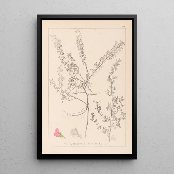 Louis Antoine Cusin - Herbier de la flore franaise Pl0223.webp