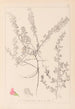 Herbier de la flore française Pl0223 - Louis Antoine Cusin — vy av konstverket