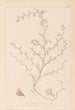 Herbier de la flore française Pl0224 - Louis Antoine Cusin — vy av konstverket