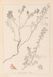Herbier de la flore française Pl0225 - Louis Antoine Cusin — vy av konstverket