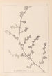 Herbier de la flore française Pl0226 - Louis Antoine Cusin — vy av konstverket
